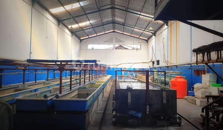 Jual Cepat Gudang 645m² Tegal Alur Jakarta Barat