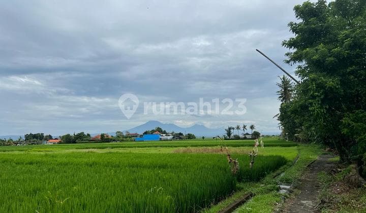 Hot List Di Jual Tanah View Sawah Lokasi Oangkung Tibah Tabanan