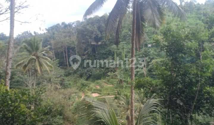 Hot List Di Jual Tanah Ada 6 Mata Air Lokasi Sebatu Tegalalang Ubud Gianyar