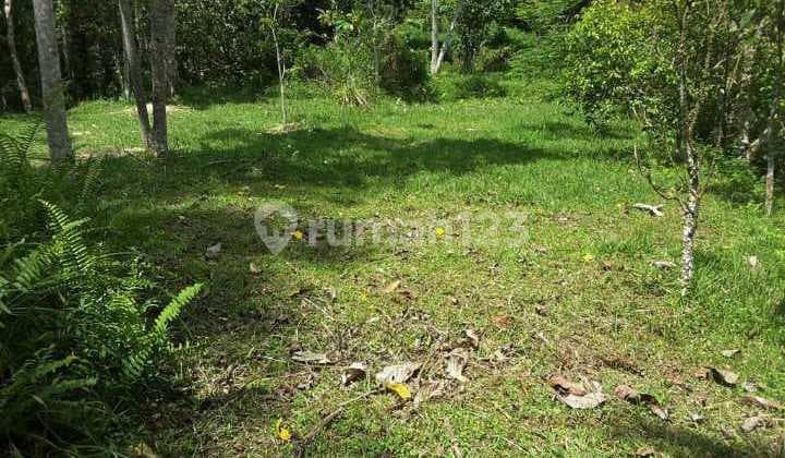 Hot List Di Jual Tanah Loss Sungai Ayung View Sungai Lokasi Buahan Payangan Ubud Gianyar