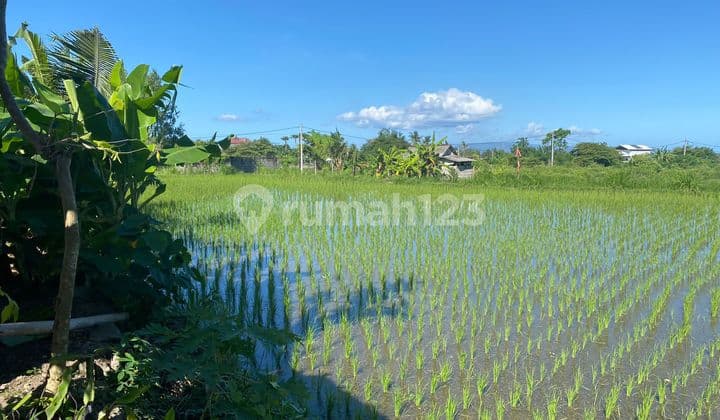 Hot List Di Jual Tanah View Sawah Lokasi Keramas Blahbatuh Ubud Gianyar