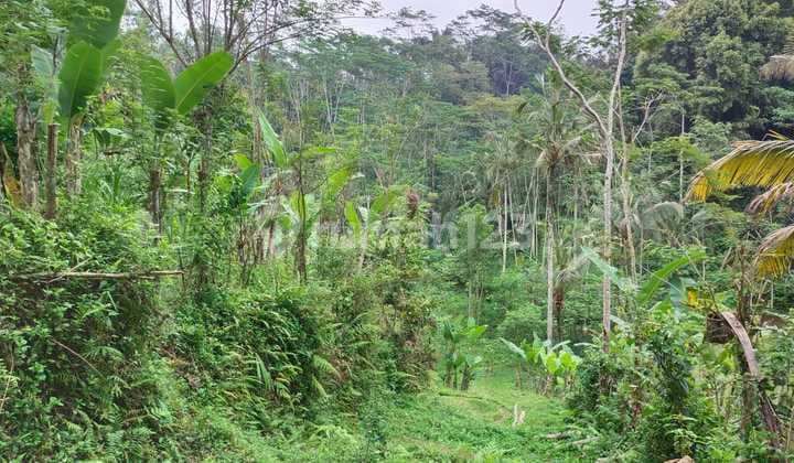 Hot List Di Jual Tanah View Lembah Sawah Sungai Lokasi Pupuan Tegallalang Ubud Gianyar