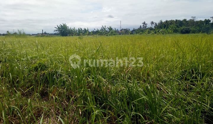 TOP URGENT DI JUAL TANAH LOSS SUNGAI VIEW SAWAH LOKASI SILUNGAN UBUD GIANYAR
