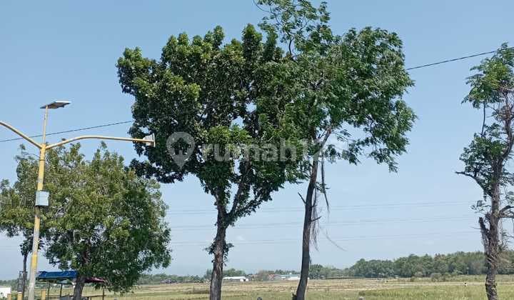 Tanah Raya Nganjuk Bypass Sukomoro Jarak 3Km TOL Luas 1031 m2 (33x31) Bentuk Sangat IDEAL
