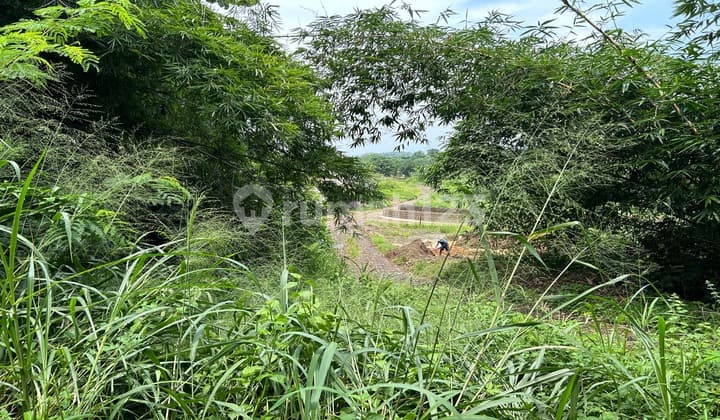 Land For Sale Rice Field And Garden