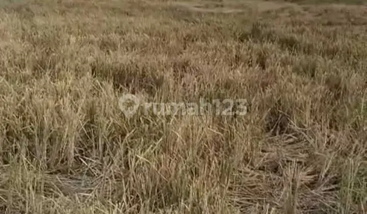 Tanah darat luas 1,1ha di jl. Neglasari Kota Tangerang