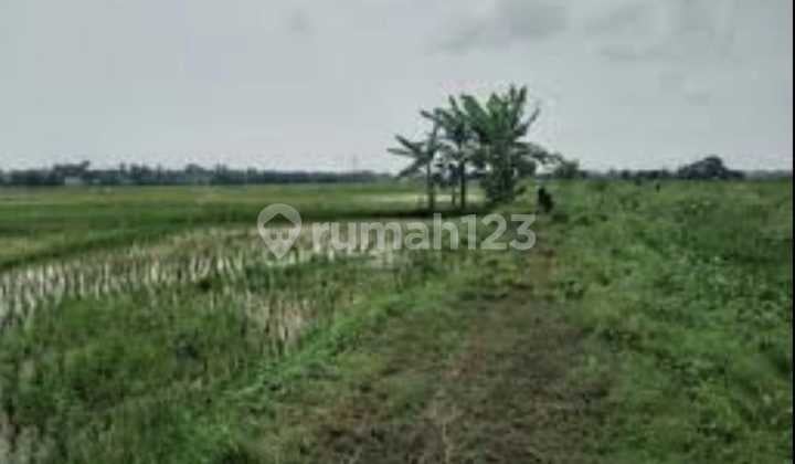 Garden & Rice Field Land 150Ha in Kresek Balaraja, Tangerang Regency (Mn)
