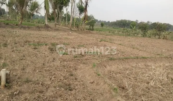 Dijual Cepat Tanah Di Tigaraksa Harga Di Bawah Pasaran