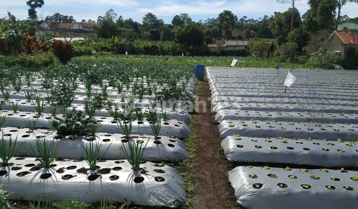 Land in Cisarua, West Bandung