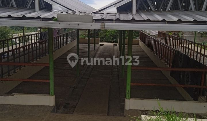 Jual Tanah 2 Hektar Ada Kandang Sapi, Lokasi Di Lembang