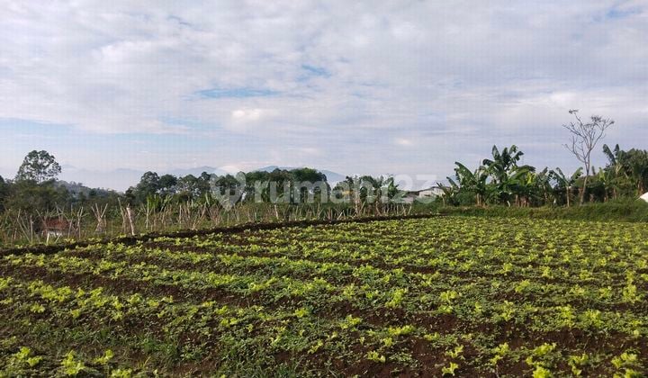 Tanah 6000 Meter Jl. Sersan Bajuri Bandung Utara