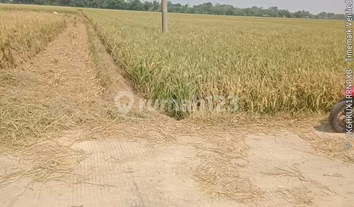 Tanah Sawah Di Karawang Panen 3 Kali Setahun