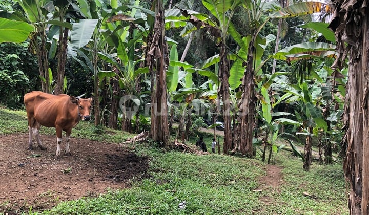 Tanah 625 m2 SHM Sayan, Gianyar