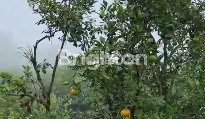 Tanah STRATEGIS di Kintamani Bangli BALI