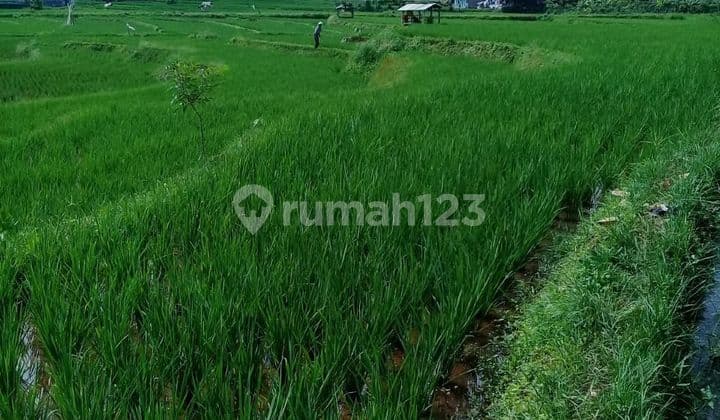 Tanah Sawah Pinggir Jalan
