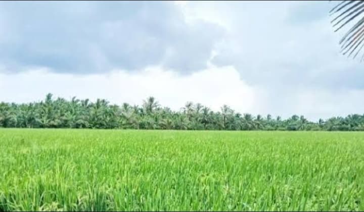 Sawah 2hektar Dekat Pintu Tol Gabus Bekasi