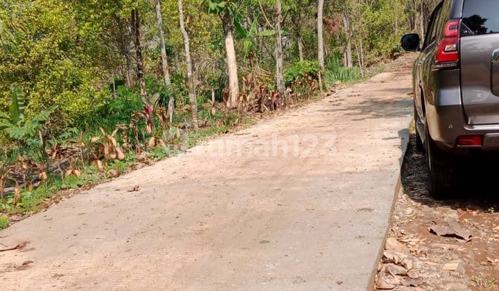 FOR SALE KEBUN CENGKEH LUAS DI WONOSALAM JOMBANG BW 235