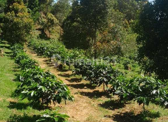 Kebun Produktif 4 Ha View Gunung Dan Laut Di Gesing Buleleng