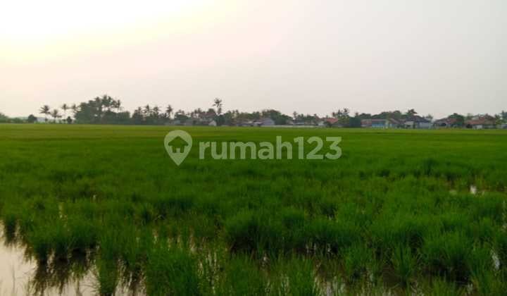 Dijual Tanah Sawah Strategis di Pakuhaji, Tangerang