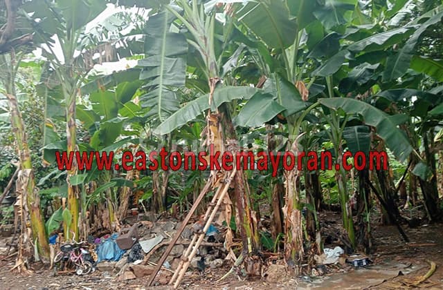 Sunter Plot for Sale