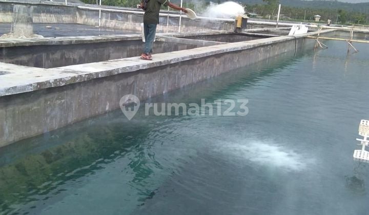Dijual Cepat Tambak Udang Dan Ikan Di Suak Sidomulyo Lampung