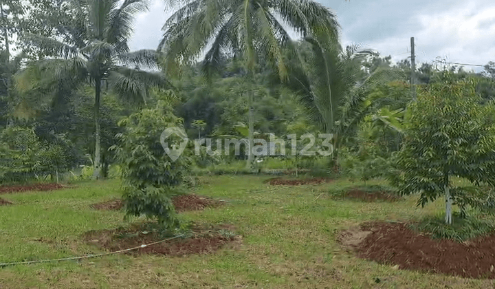 Kebun Durian Luas 4.100 M2 Cipatat Kabupaten Bandung