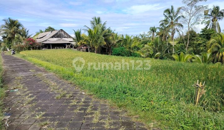 Cheap Land for Sale. Location in Penebel Rejasa. Area 3000m2. Price 45 Million/100M2