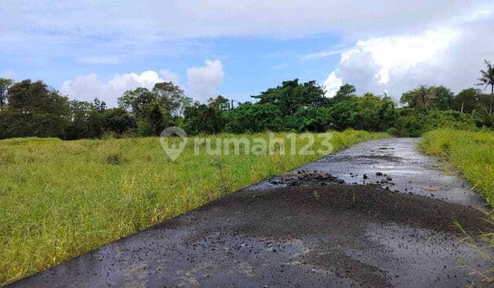 Land for Rent Location in Kedunggu 300 M2. Price 20 Million/ Are/ Year