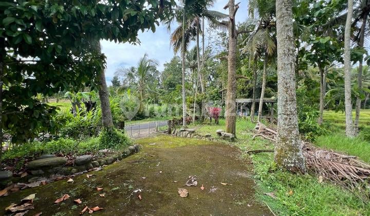 Selling Cheap Land by Asphalt Road 1250M2 Price 100 Million/ Are