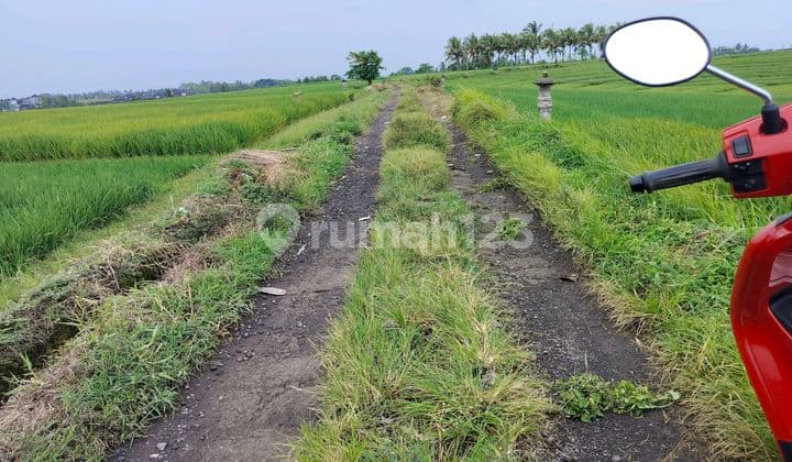 Jual Sawah Aktip 54 Are Harga 48 Jt/ Are Lokasi Desa Bantas Seltim di Tegalmengkeb