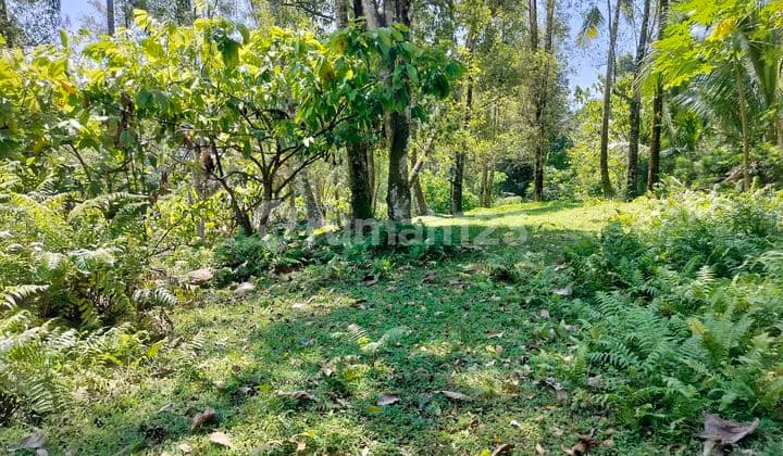 Jual Tanah Murah Lokasi Dalang Tabanan40 Are Harga 25 Jt/ Are
