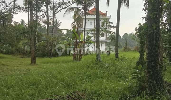 Jual Tanah Murah Tabanan1,5 Hektar Harga 80 Jt/ Are
