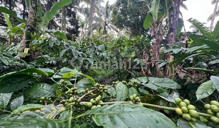 Jual Tanah Murah Produktip Harga 25 Jt/ Are Luas 94 Are