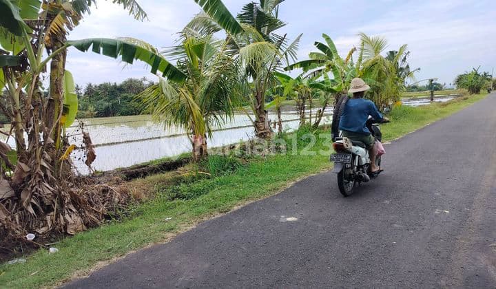 Jual Tanah Dgn Sona Pariwisata/ ******** Desa Beraban Tangguntiti Seltim Tabanan Bali