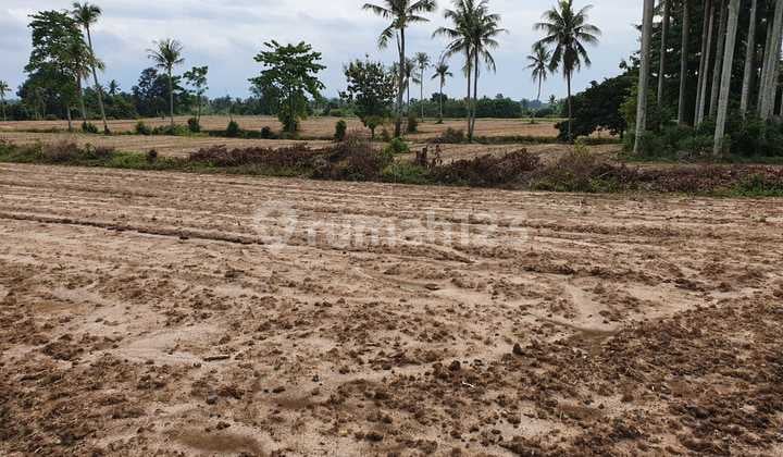 Tanah Murah SHM Luas 90.000m2 di Natar Lampung Selatan