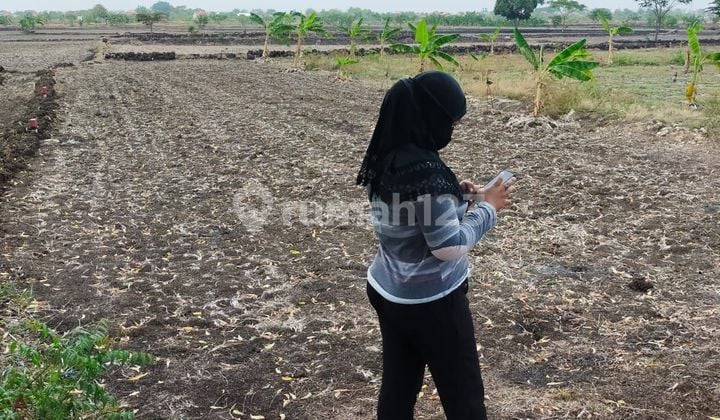 DIJUAL TANAH 2 KAVLING JEJER LOKASI DI DESA KEDUNGSUMBER KEC. BALONGPANGGANG GRESIK