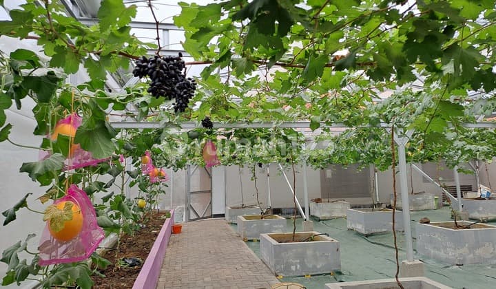 Dijual Tanah Bonus Kebun Anggur, Melon, Apel, Dan Rumah.