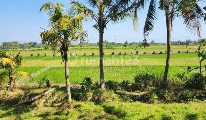 1.94ha land for sale with ricefield view at Kaba-kaba