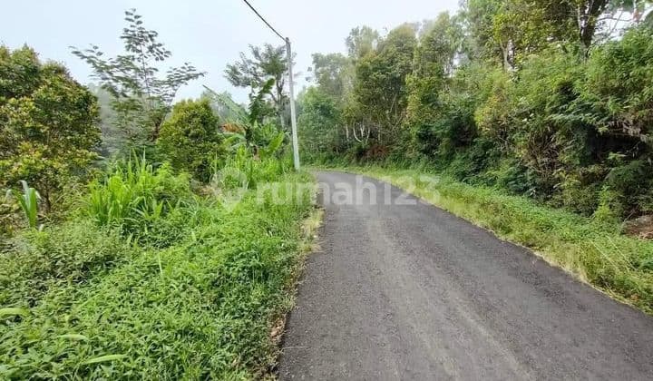 For Sale Clove Garden Land With Sea View Buleleng Singaraja Bali