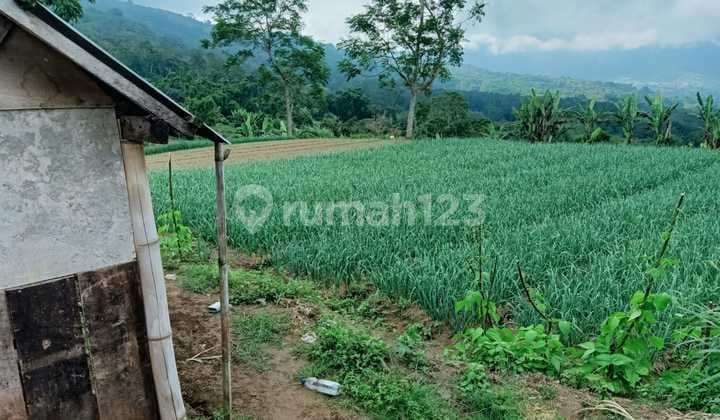 In a 1 Hectare Land Rental, Minimum 30 Are Can be Rented with Mountain, Hill, Lake View, Location Bedugul Bali