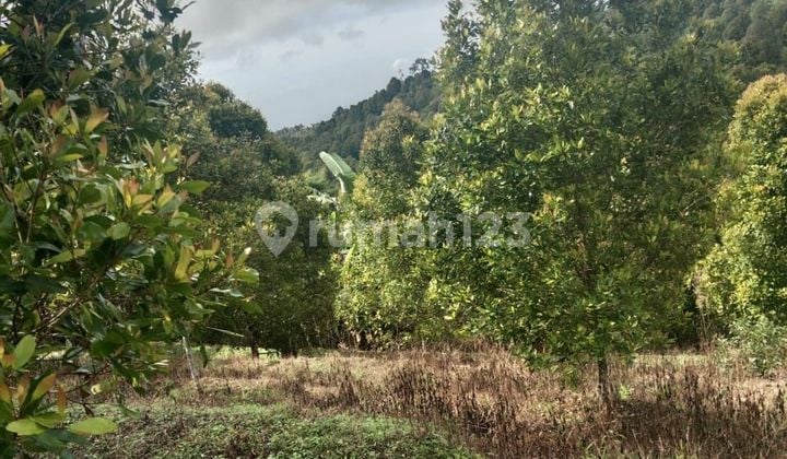 For Sale Productive Clove Plantation Land Ready to Harvest