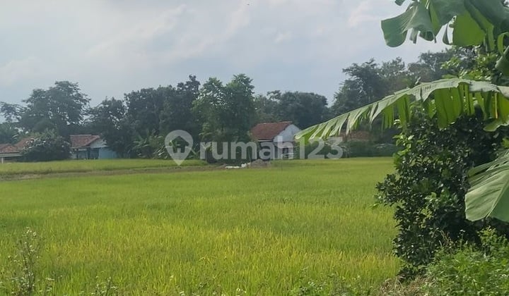 Dijual Tanah Padat Sawah Babat, Legok, Tangerang, Banten