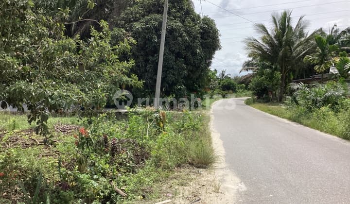 Tanah Kebun Sawit Dijual di Jl. Ikan Parang Rumbai