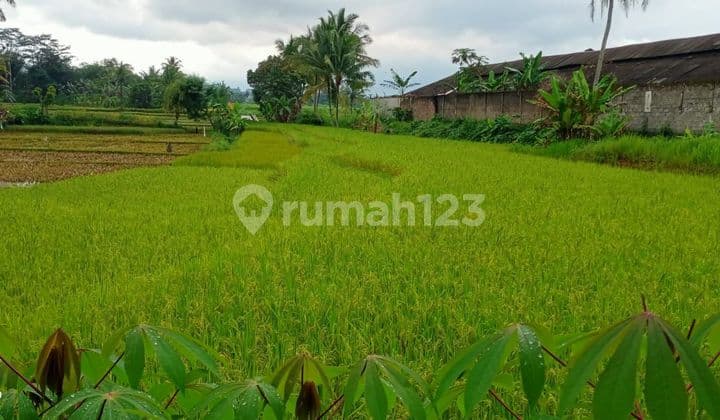 Sawah Murah Strategis di Rahong Cilaku Cianjur