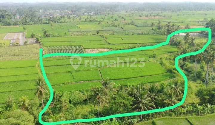 Sawah Kawasan Berkembang Karang Tengah Cianjur