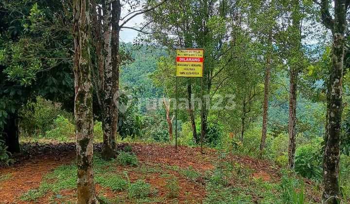 Tanah Kebun Cengkeh di Cisolok Pelabuhan Ratu Sukabumi