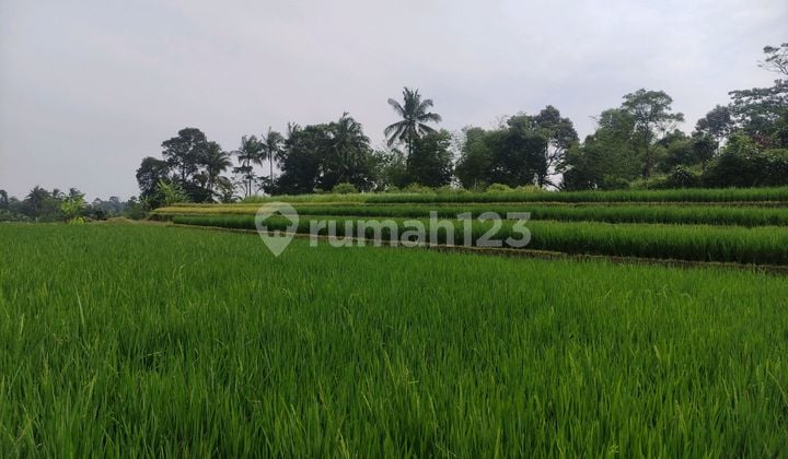 Dijual Tanah Murah dan Luas Lokasi Dekat Tol Bocimi Caringin