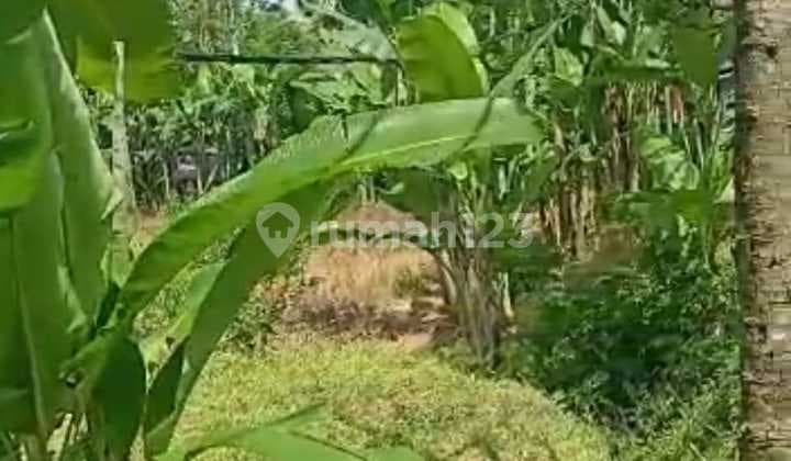 Hot List Di Jual Tanah View Sungai Lokasi Jalan Penyabangan Kerta Payangan Ubud Gianyar