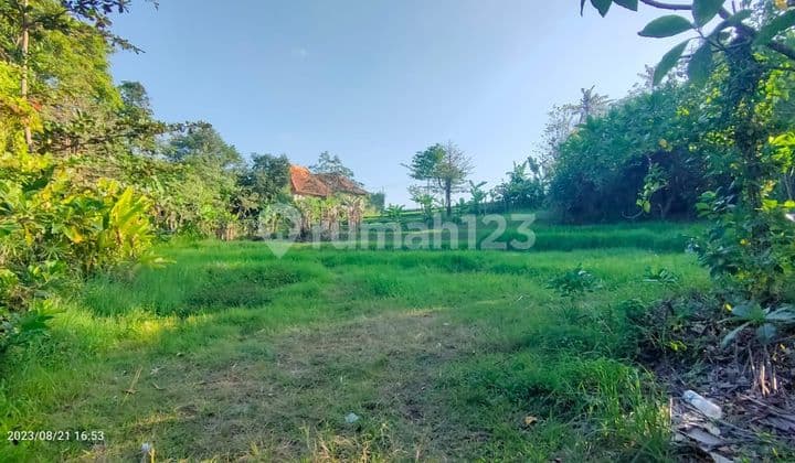 Hot List Di Jual Tanah View Sawah Lokasi Nyanyi Beraban Kediri Tabanan
