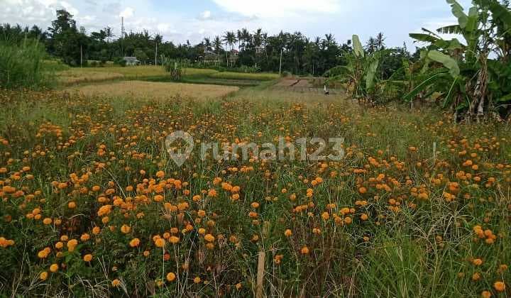 Hot List Di Jual Tanah View Sawah Lokasi Sibang Mengwi Badung